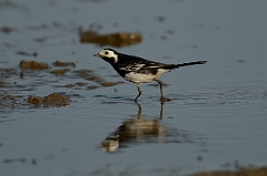 David Plant Photography - Wildlife Photography - Pied wagtail - A